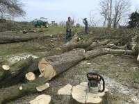 meteriál k sochání -Jírovec Maďal meteriál k sochání -Jírovec Maďal