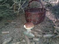 houby tu rostou v bezprostředním okolí houby tu rostou v bezprostředním okolí